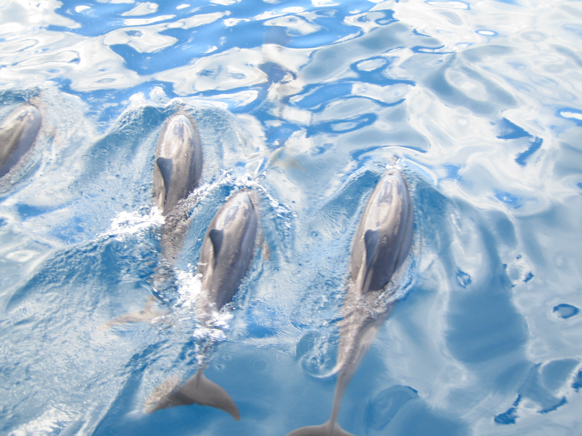 Oahu - Dolphins in Ocean