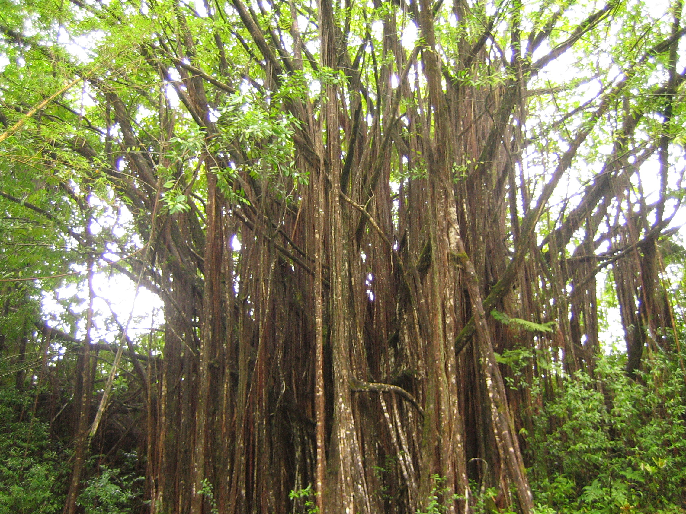 Banyon Tree (actually it's spelled Banyan but I've been getting lots of hits with Banyon)