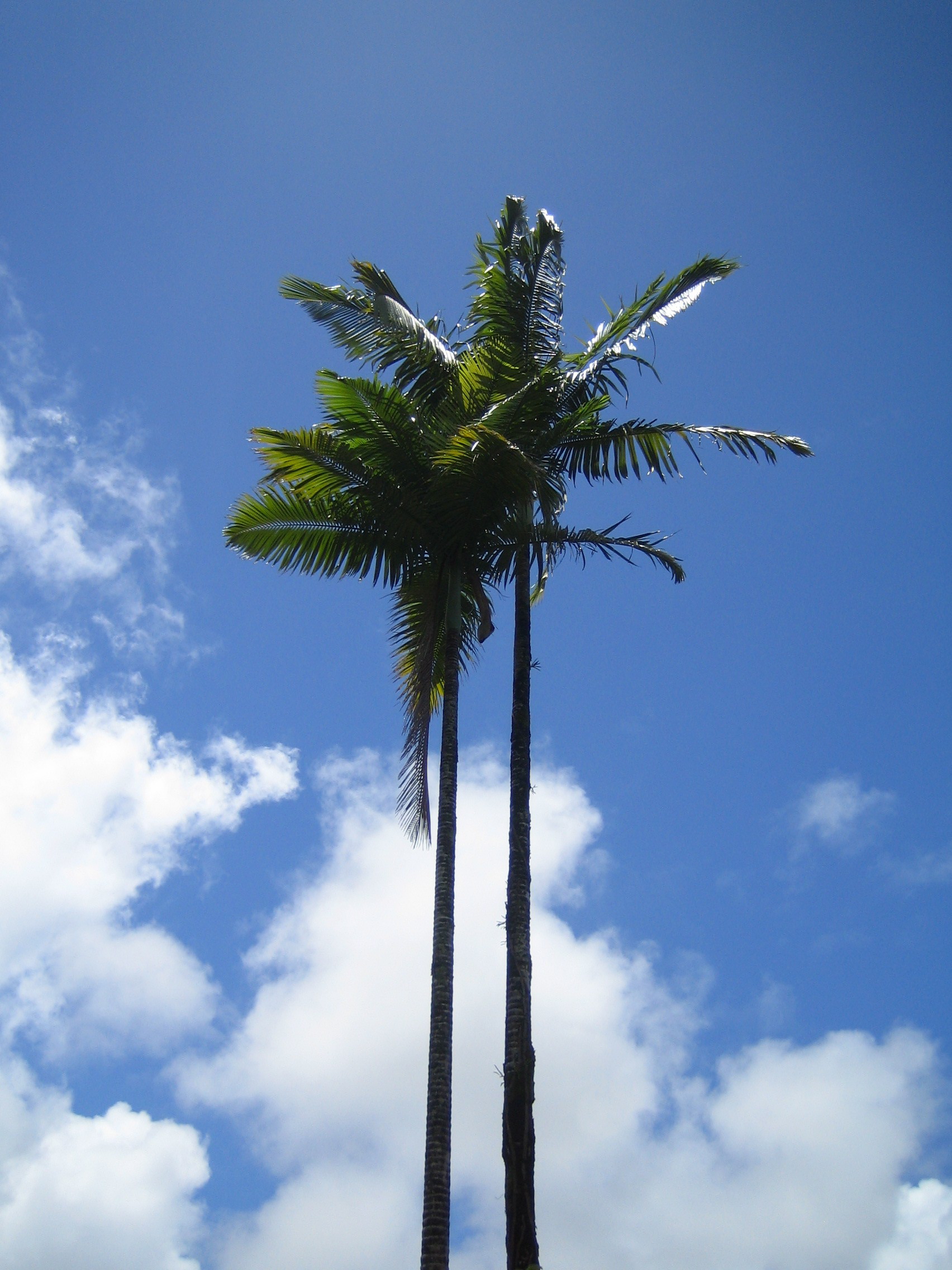 Palm Tree