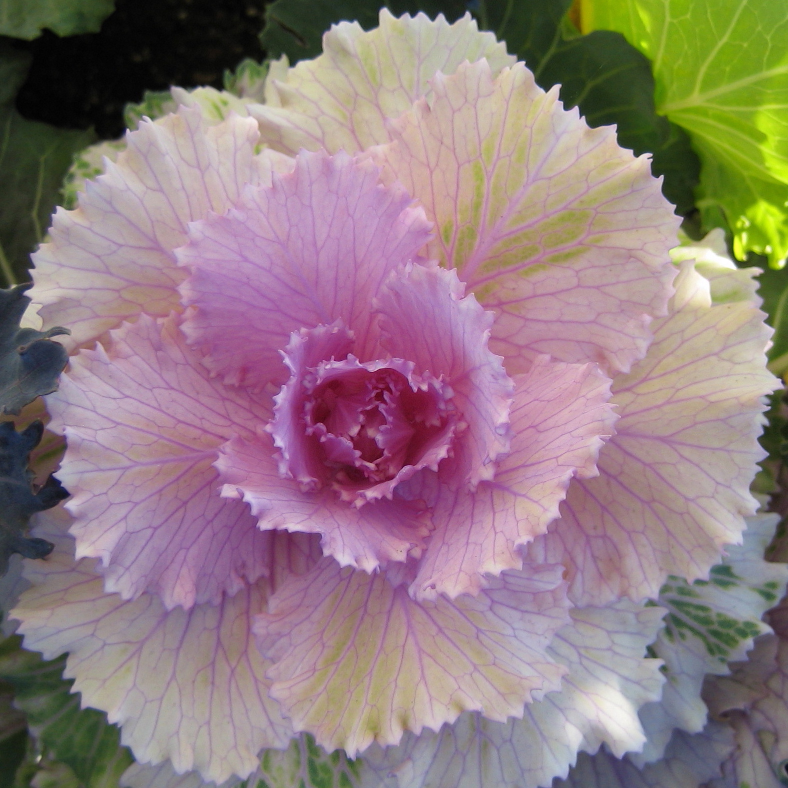 Pink Cabbage