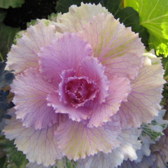 Pink Cabbage