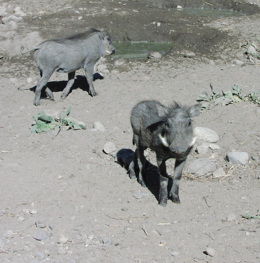 Warthog