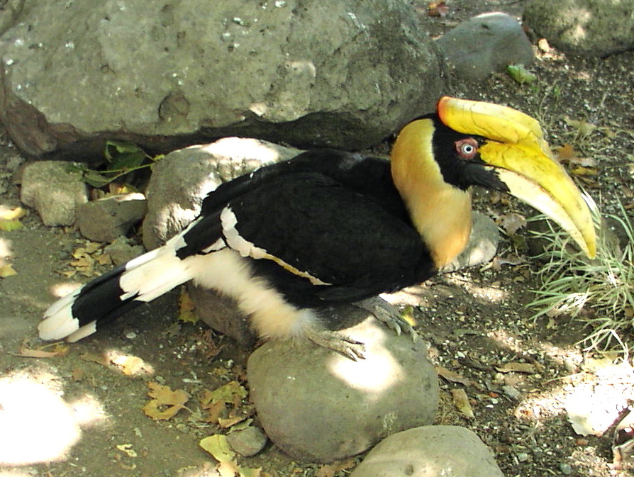 Great Indian Hornbill