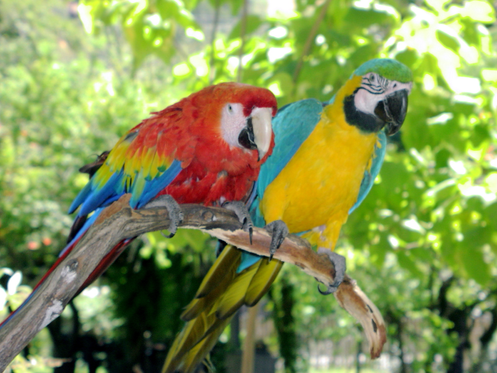 Two Parrots