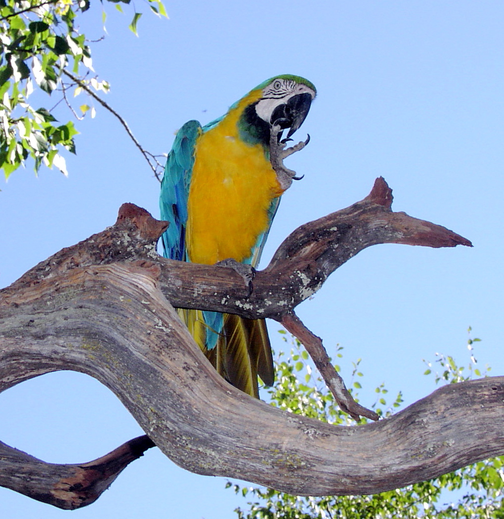 Yellow Parrot