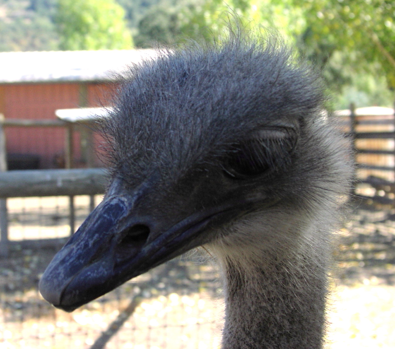 Ostrich Head