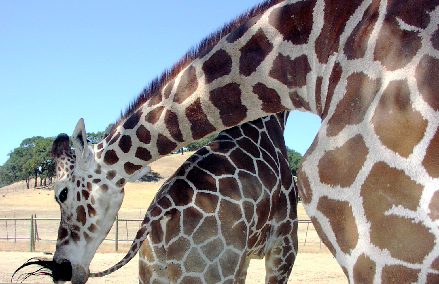 Giraffe Biting Tail