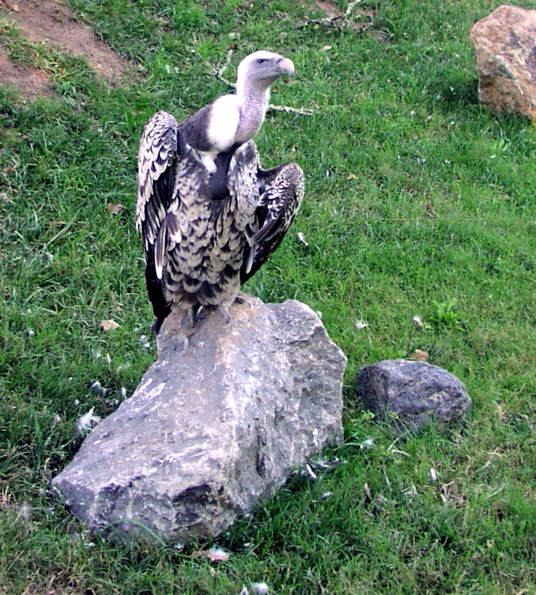 vulture