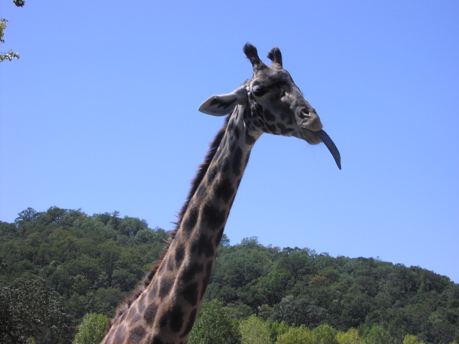 Giraffe Sticking out Tongue