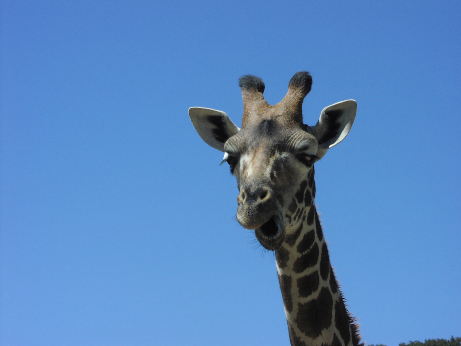 Giraffe Head