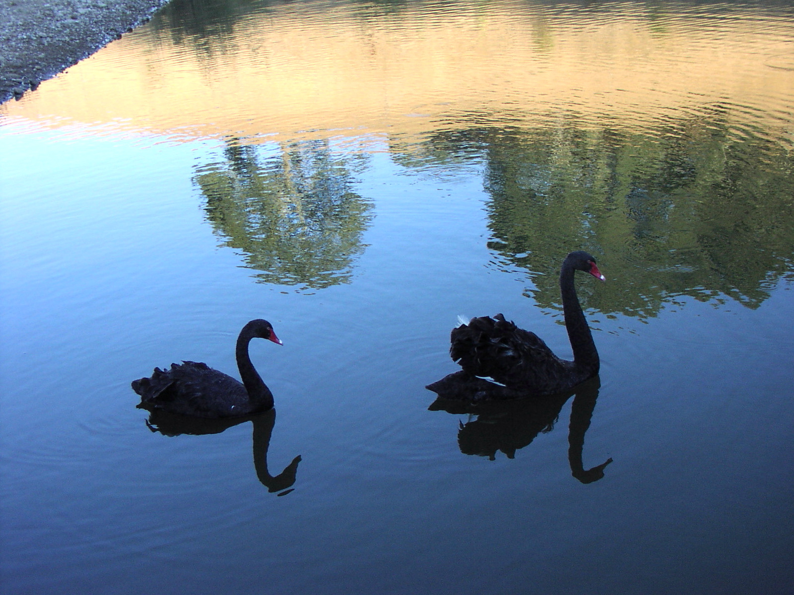 Black Swans