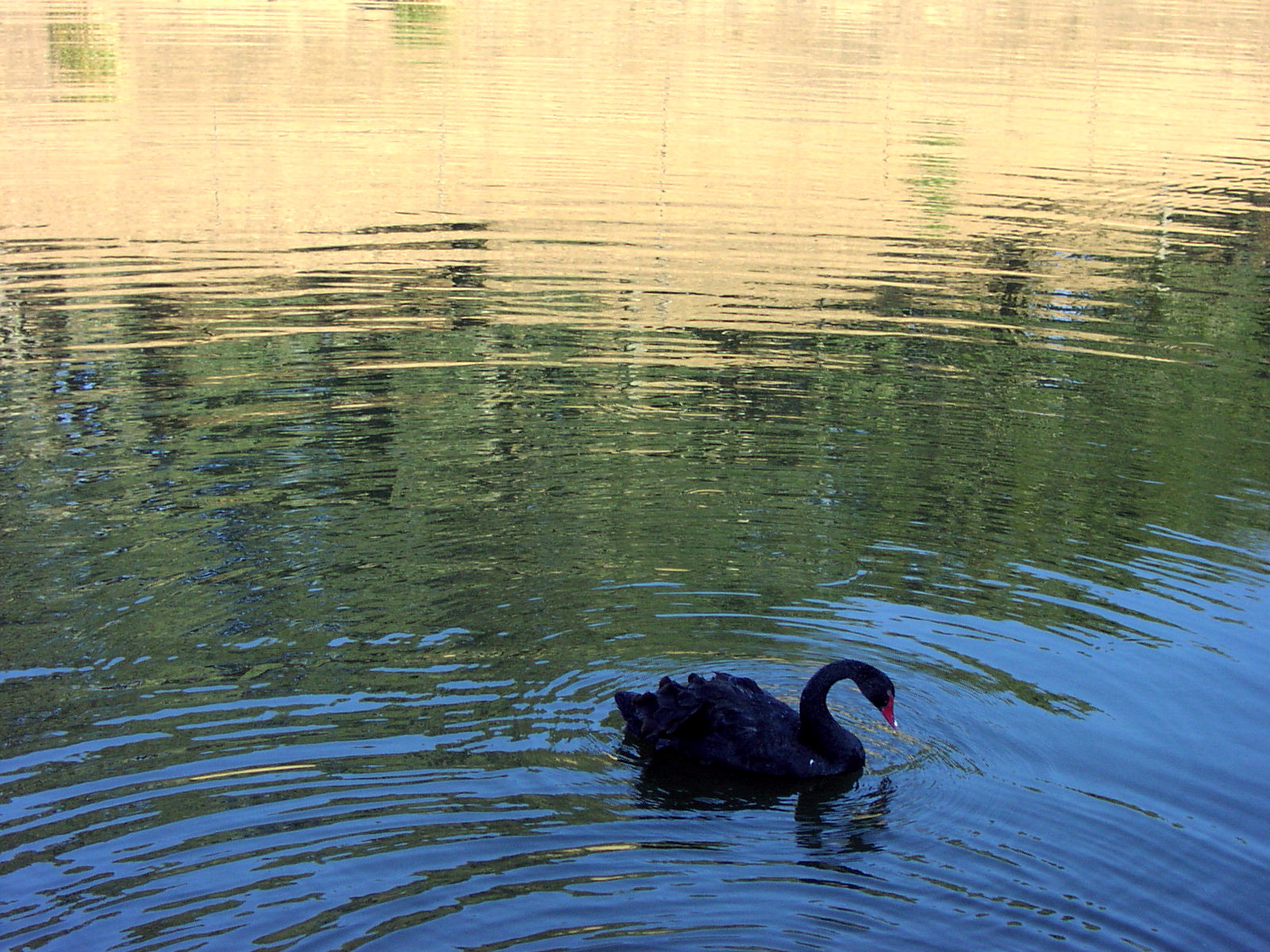 Black Swan