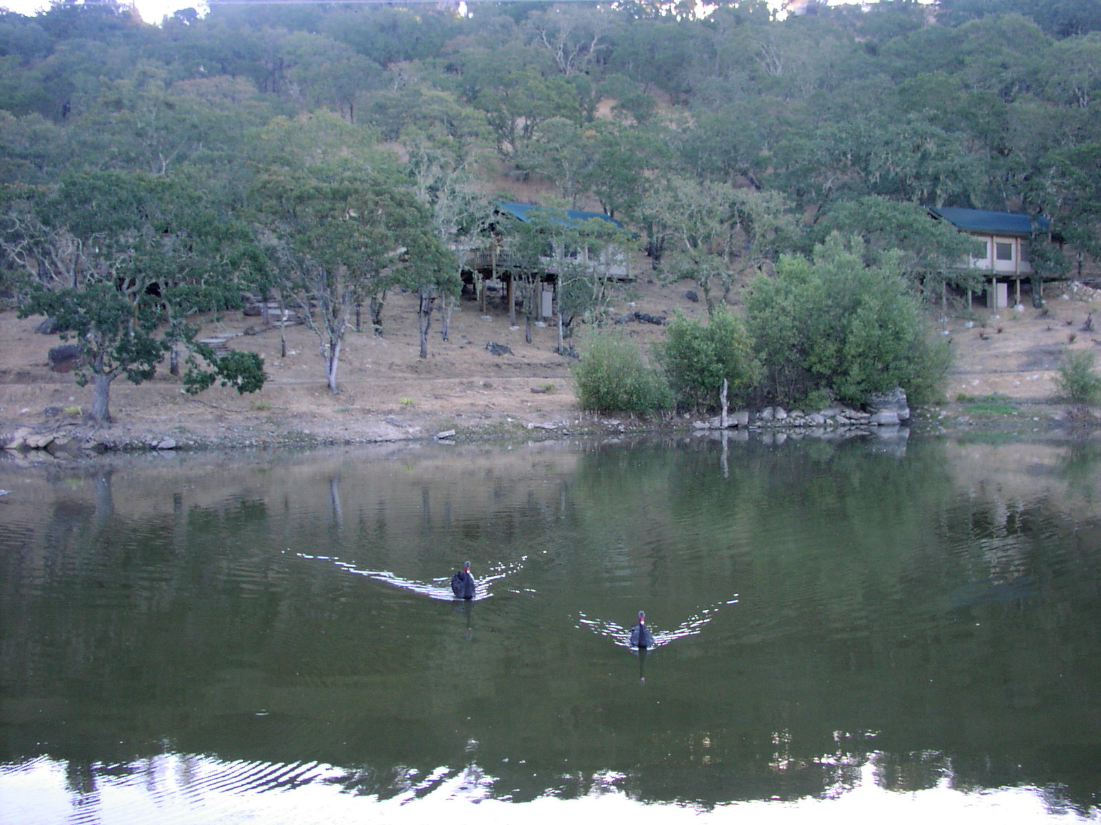 Swans on Lake