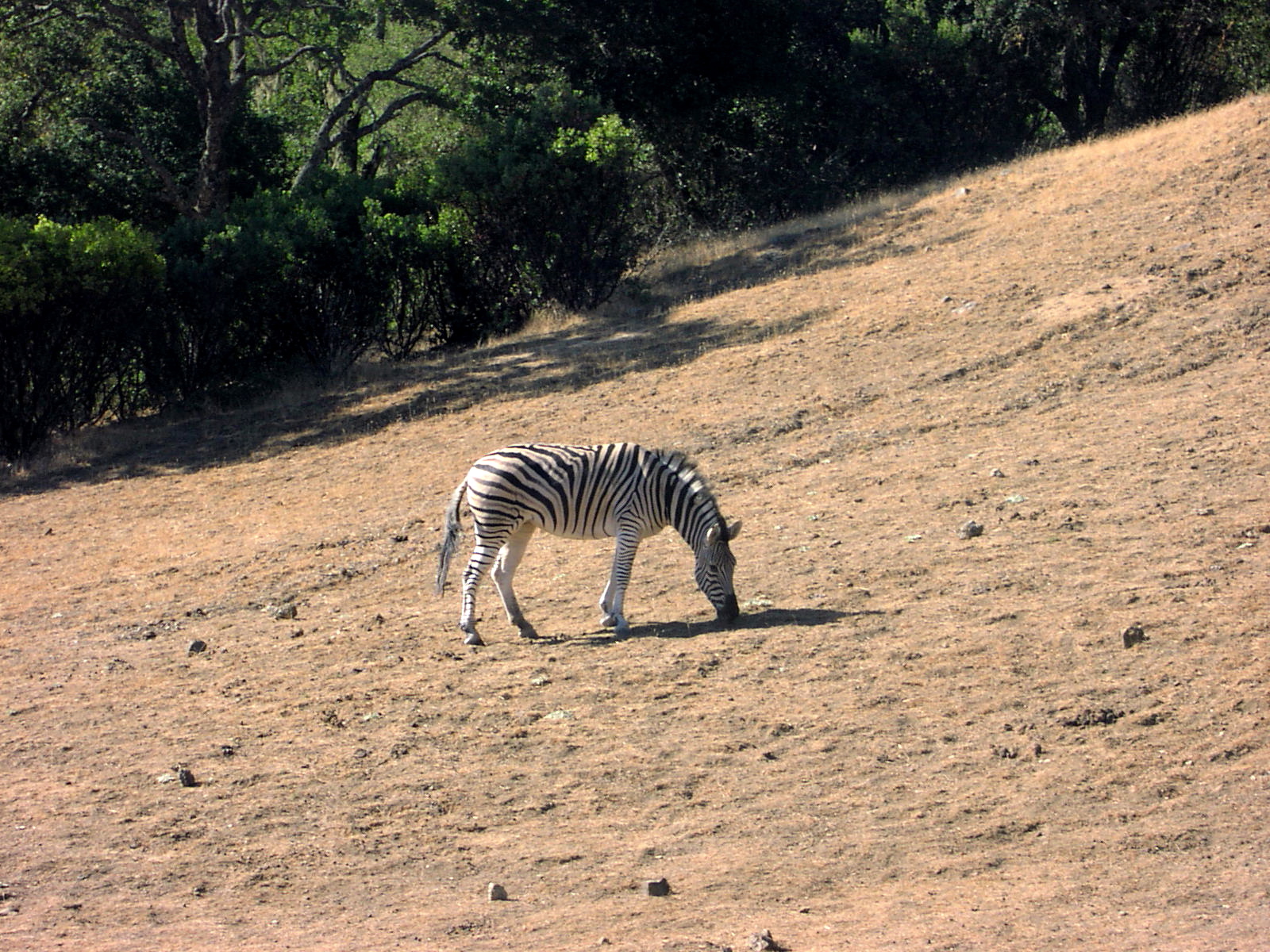 Zebra