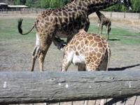 Giraffe Suckling